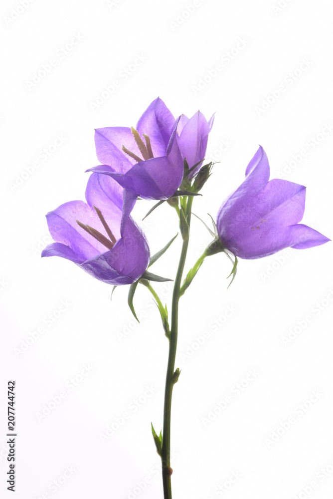 Beautiful blue flowers campanula