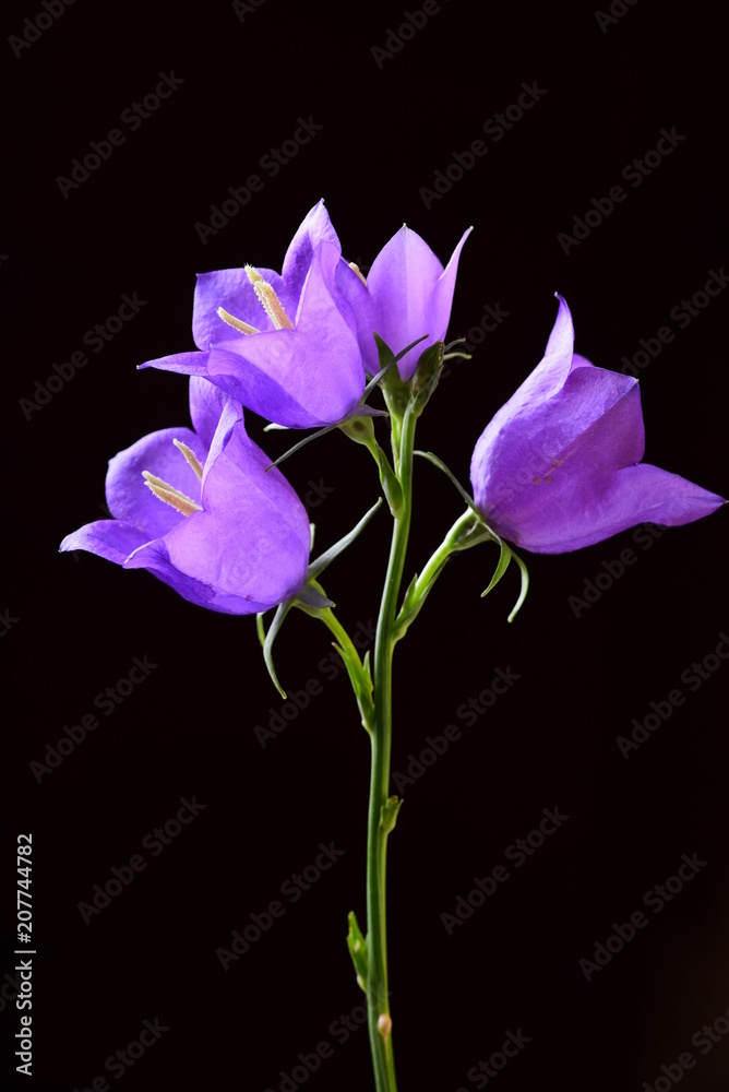 Close view of tender ripe bell flowers on black background
Close view of tender ripe bell flowers on black background