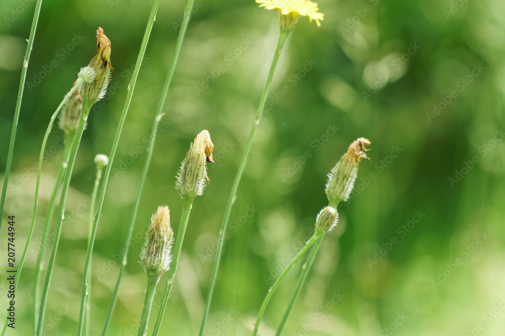Field flower on freshness spring day, blured background Field flower on freshness spring day, blured background
