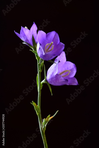 blue spring bell flower