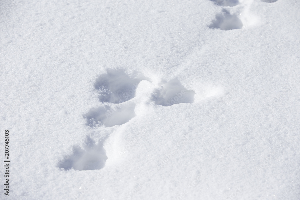 雪景色　足跡