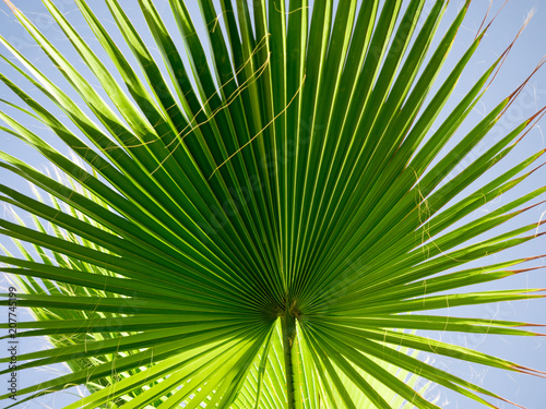 Green palm leaves over blue sky background.
