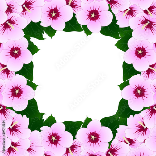 Hibiscus syriacus - Rose of...