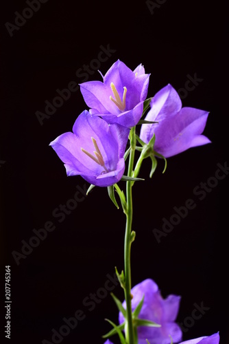 Close view of tender ripe bell flowers on black background
