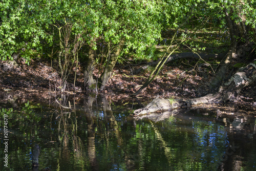 Crocodile Log In Water