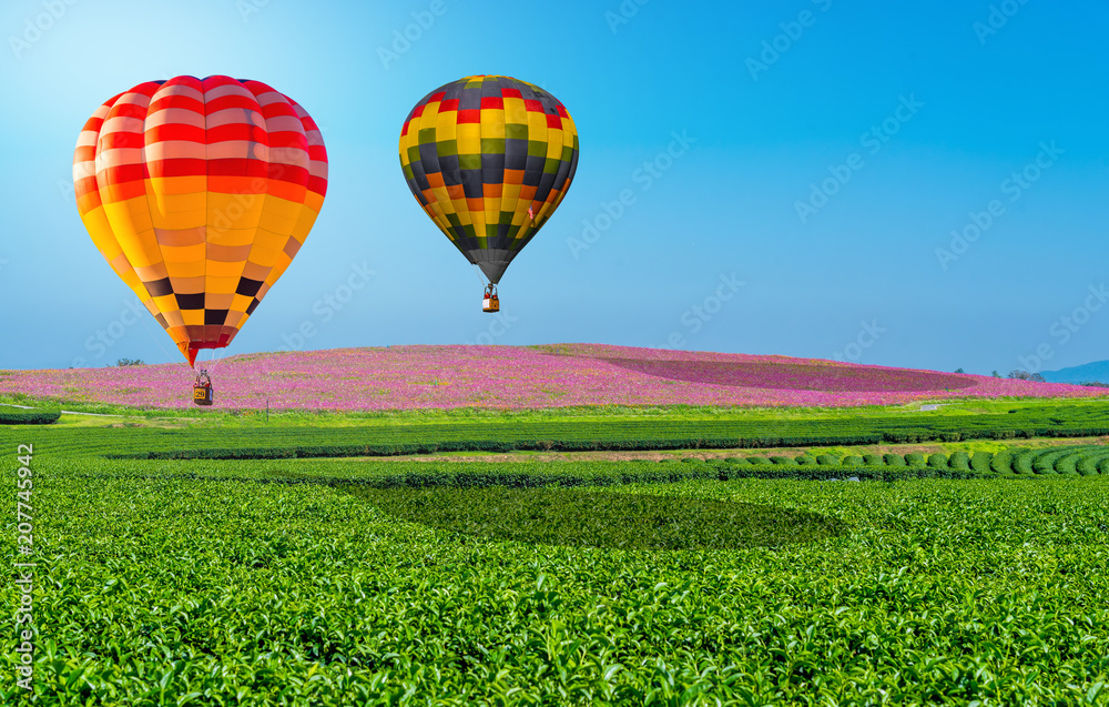 Naklejka premium The Colorful hot air balloons flying above cosmos flield and green tea plantation with sunlight ray blue sky background