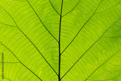 Closeup nature green leaf texture for abstract background