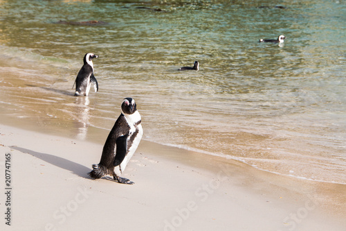 A Jackass penguin standing on the beach with other birds in the water in the background. It s face turned towards the camera.