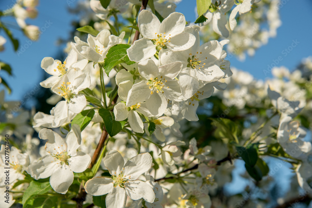 Branches of apple-tree with white flowers against a blue spring sky