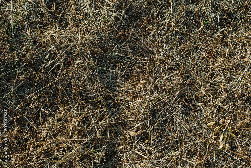 Green and brown grass and grass from above Green and brown grass and grass from above