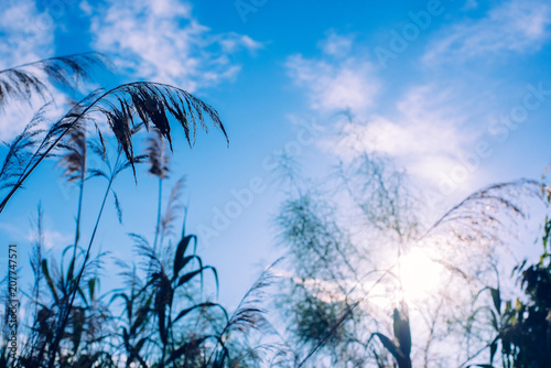 Oat and cereal branches with sky and clouds