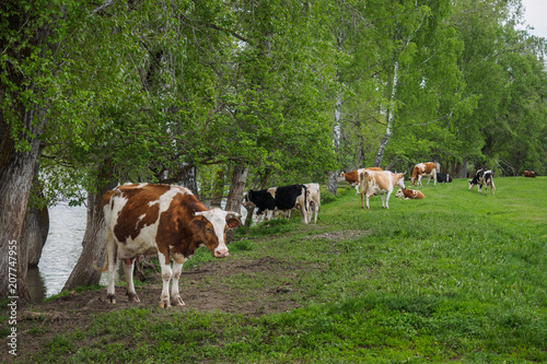 a herd of cows grazing and some lie and rest on a green meadow