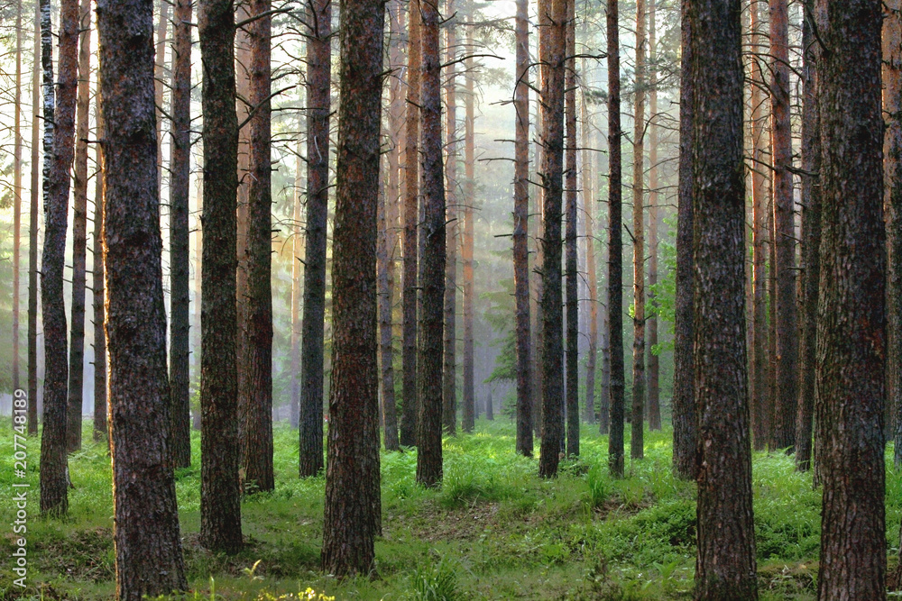 Summer in the forest