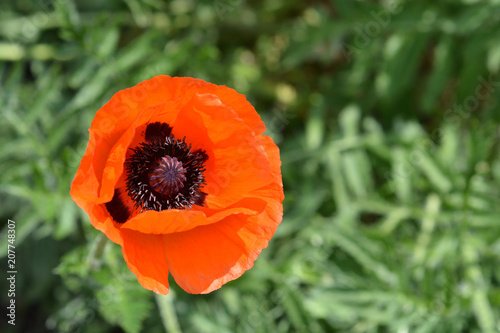 Oriental poppy