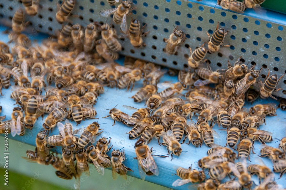 bees at entrance to hive