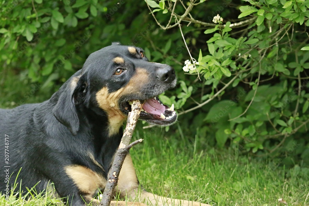 Cute young mixed breed dog, black and brown color, lying on grass in a shadow in a park on a sunny summer day, playing and biting on a piece of stick, green bush background Cute young mixed breed dog, black and brown color, lying on grass in a shadow in a park on a sunny summer day, playing and biting on a piece of stick, green bush background