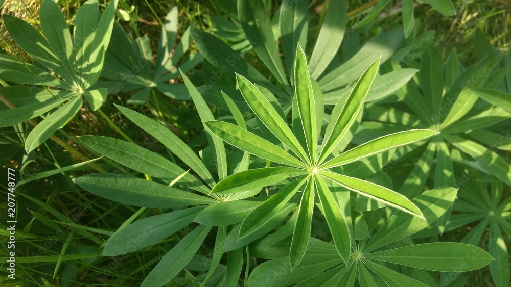 Pflanzen, Grün, Sommer, Sonne, Stille,Ruhe, Blumen Pflanzen, Grün, Sommer, Sonne, Stille,Ruhe, Blumen