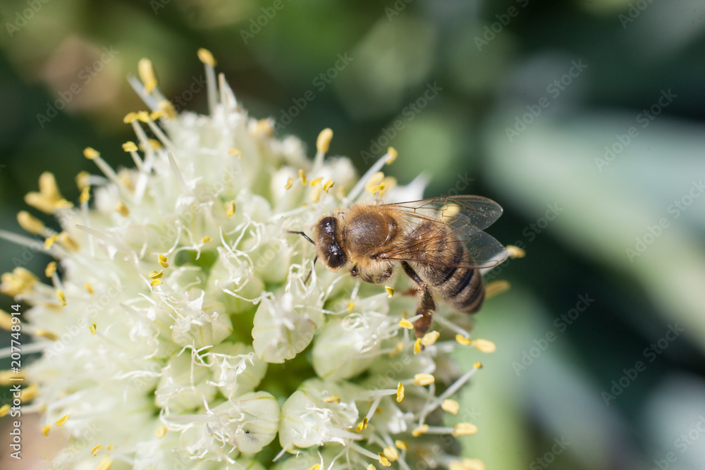 The bee collects pollen from a blossoming white garlic flower The bee collects pollen from a blossoming white garlic flower