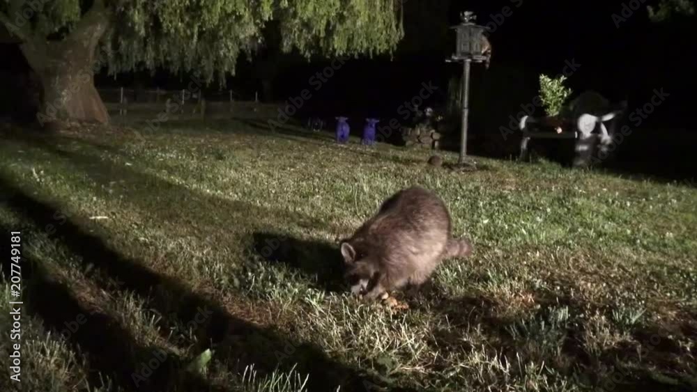 Raccoon has discovered the advantages of the city The food supply is Biology Diagrams
