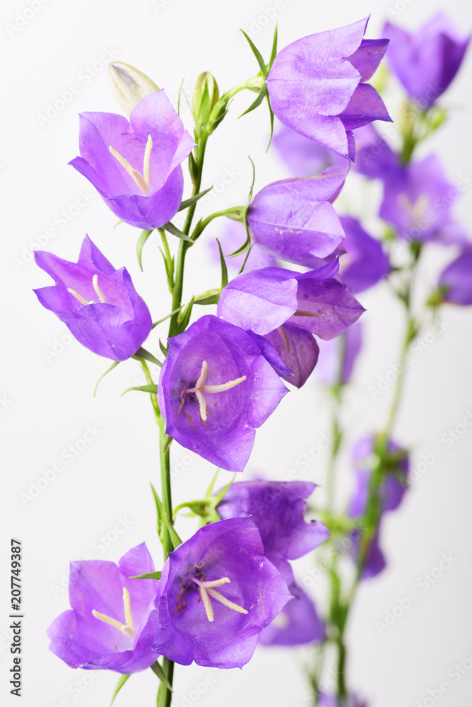 Campanula blue spring flowers
