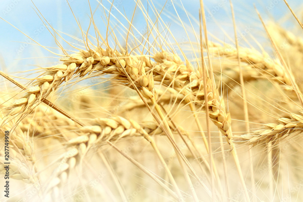 wheat closeup wheat closeup