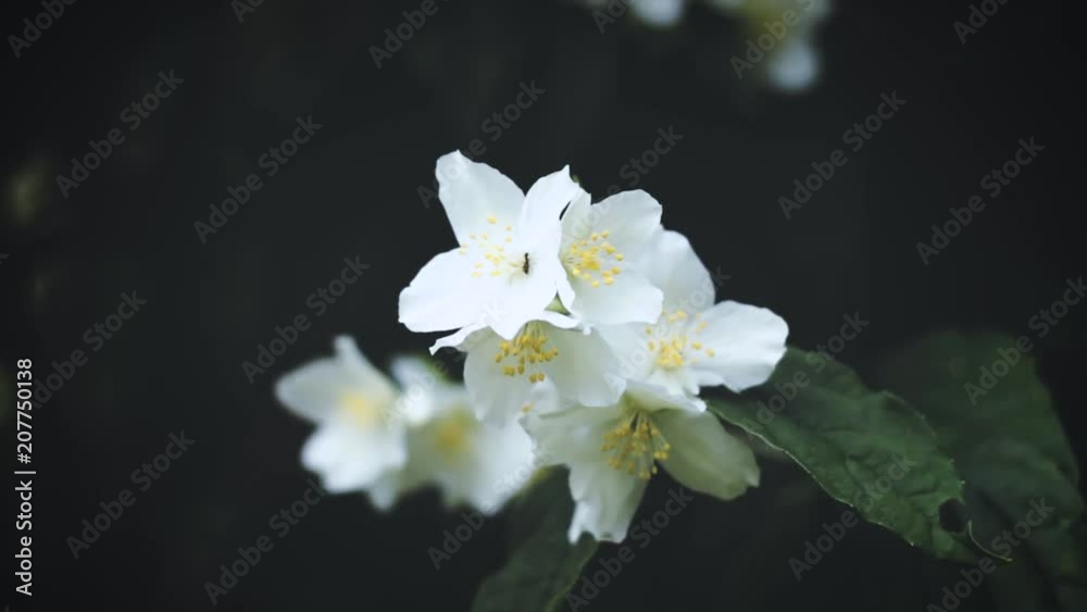 fleur sauvage france