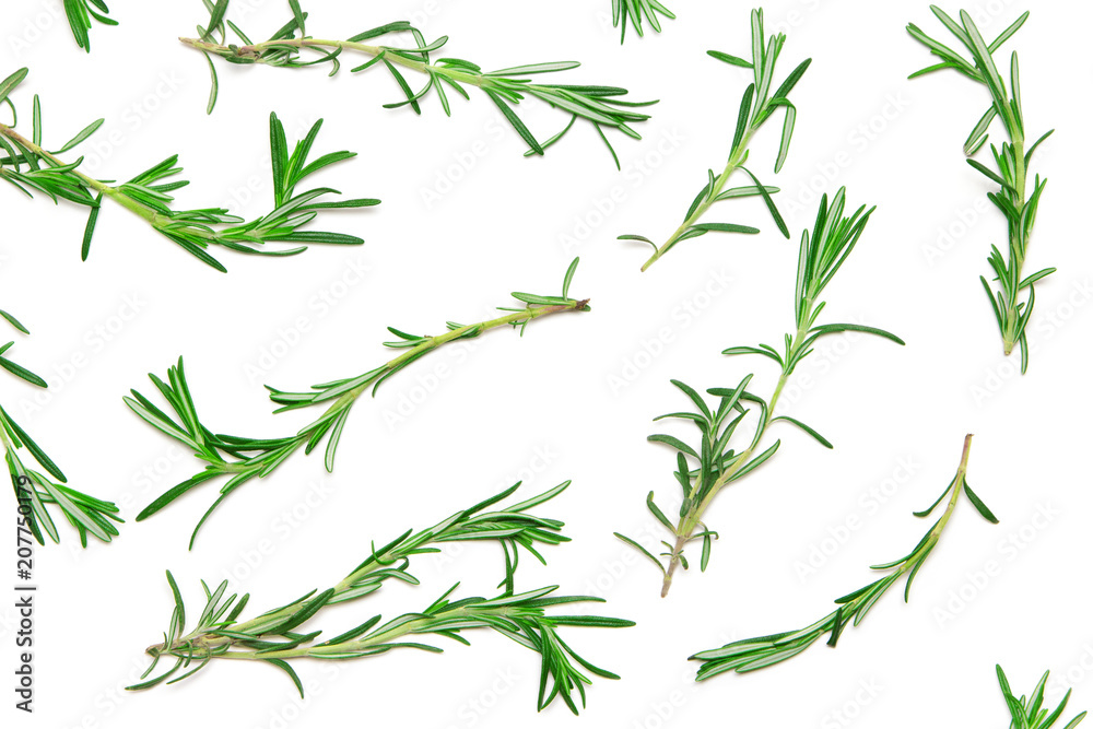 Natural flat lay pattern of rosemary sprigs on white background Natural flat lay pattern of rosemary sprigs on white background