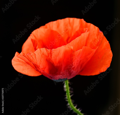 Red poppies isolated 