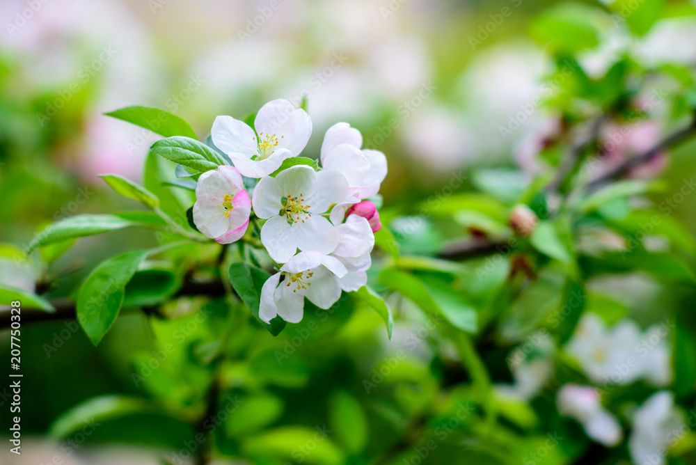 Spring flowers Spring flowers