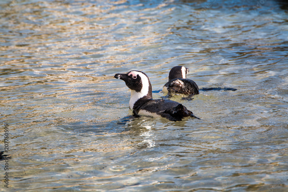 Fototapeta premium Jackass penguins swimming in shallow clear water one looking at the camera.