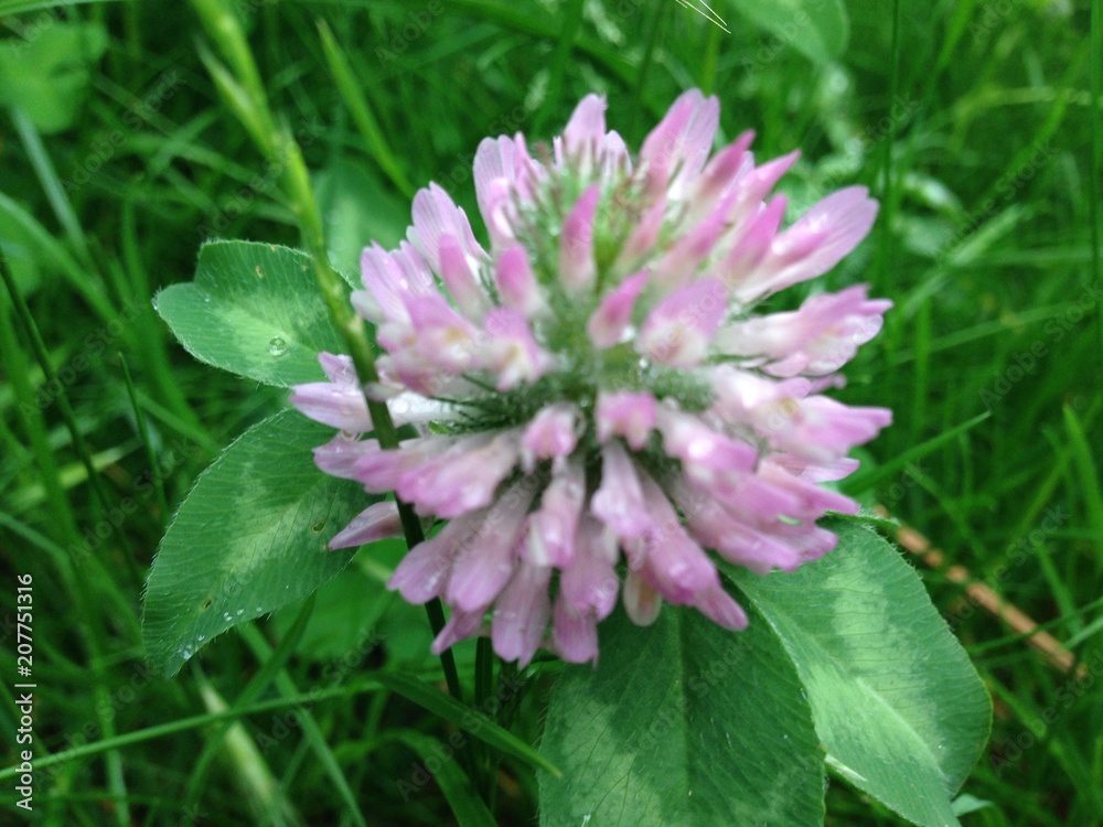 Wiesenblume Wiesenblume