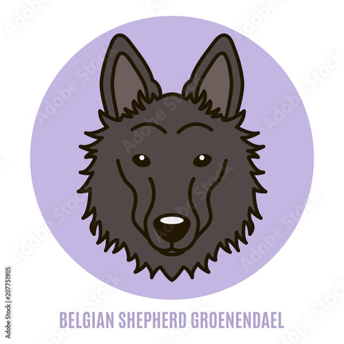 Portrait of Belgian Shepherd Groenendael. Vector illustration