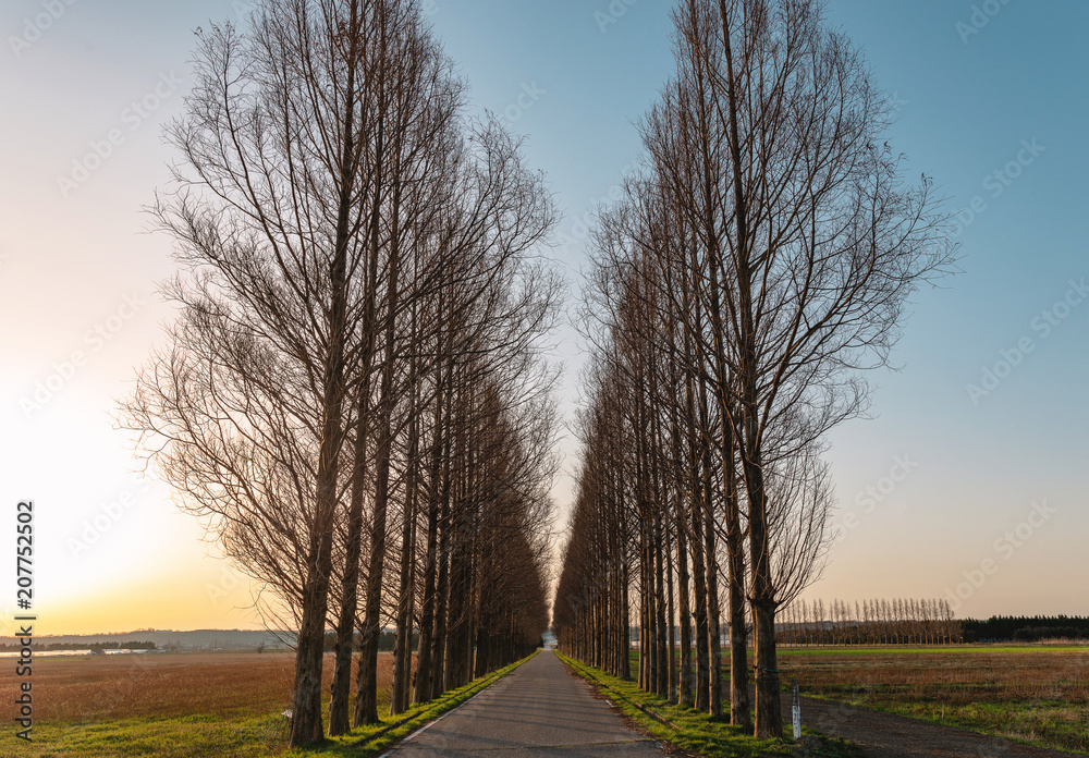 夕暮れの並木道 Stock Photo Adobe Stock 夕暮れの並木道 Stock Photo Adobe Stock