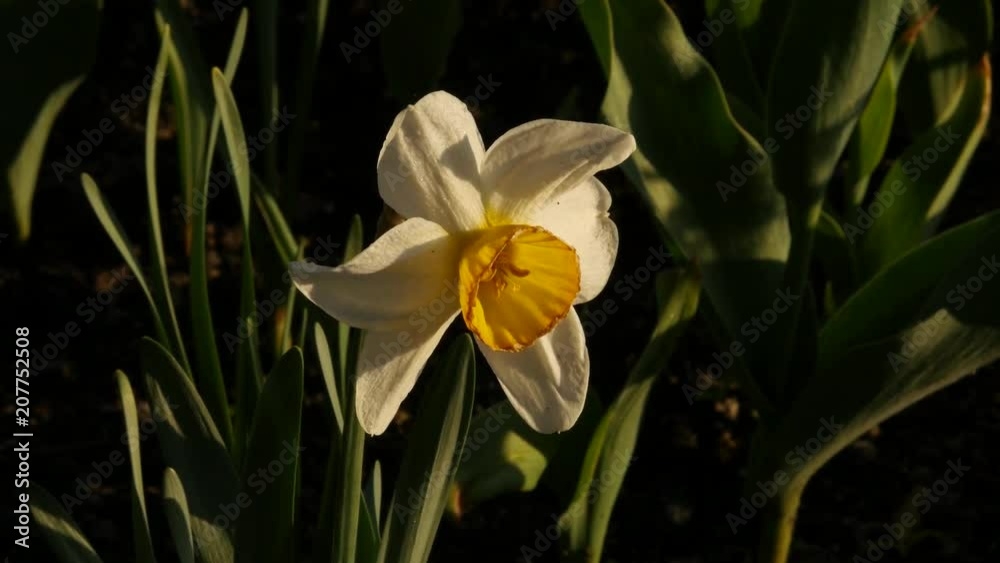 close-up of lighted white Pseudonarcissus in the grass. Narcissus flower bulbs and petals. 4K close-up of lighted white Pseudonarcissus in the grass. Narcissus flower bulbs and petals. 4K