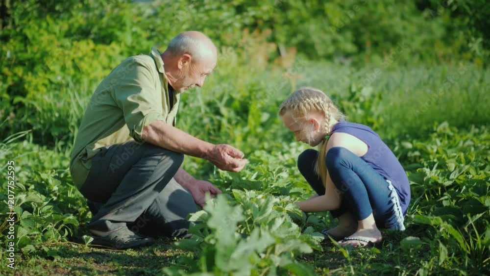 Grandfather and granddaughter together collect strawberries in the garden. Communication of generations, organic products Grandfather and granddaughter together collect strawberries in the garden. Communication of generations, organic products