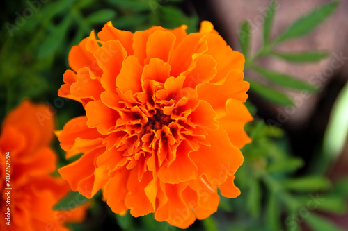 Fototapeta Naklejka Na Ścianę i Meble -  Orange dahlia