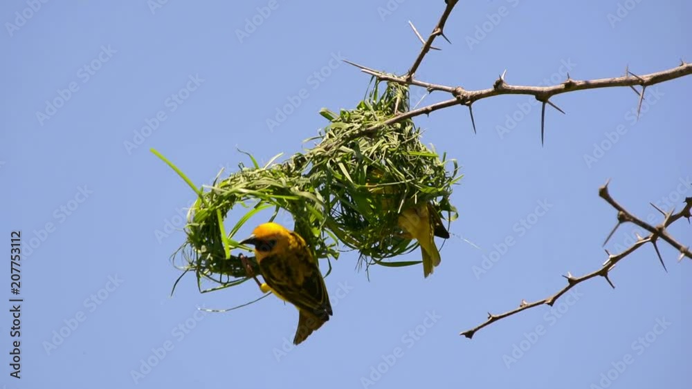 Weaver birds at nest building. Southern masked weaver bird. African masked weaver bird. Ploceus velatus.