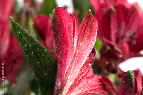Red flower with water drops, close-up.
