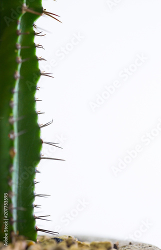 Spines of cactus, spines of desert plants
