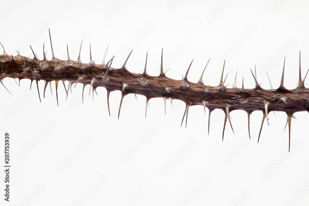 Thorns of a tree against a white background with space Thorns of a tree against a white background with space