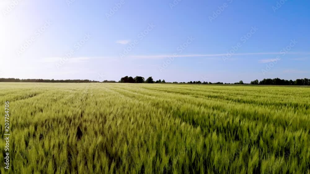 flying above barley cereal field at sunset