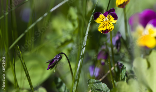 Bilde på lerret art photo of a wild pansy (viola) in the background of a green garden blurred background