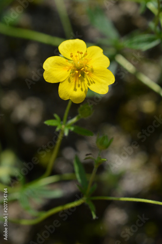 Alpine Cinquefoil