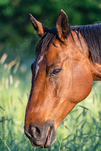 beautiful brown horse standing in a field in Filipstad sweden photo