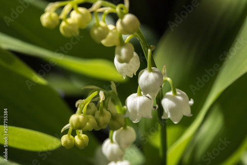 Lily of the valley is the smell of spring.
