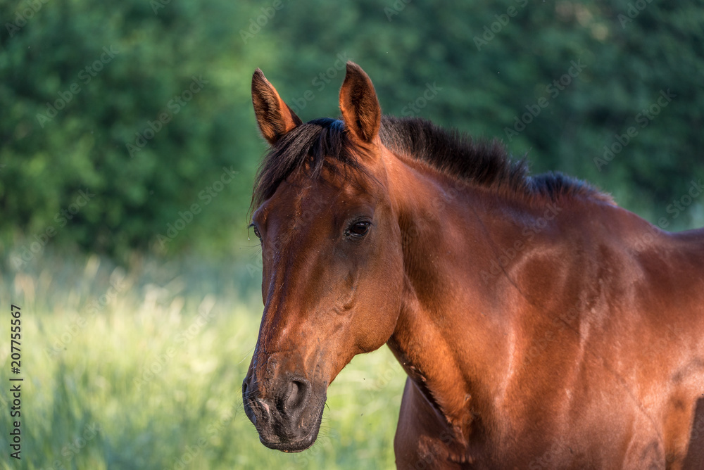beautiful brown horse standing in a field in Filipstad sweden beautiful brown horse standing in a field in Filipstad sweden
