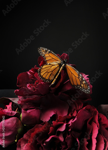 monarch butterfly, photographed on black studio background. photo