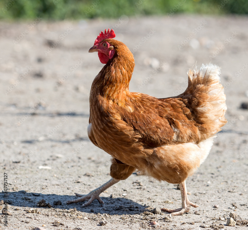 Fototapeta premium brown hen looking for food in the farm yard