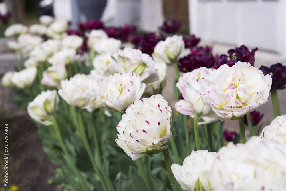 large Terry white tulips on the flower bed large Terry white tulips on the flower bed