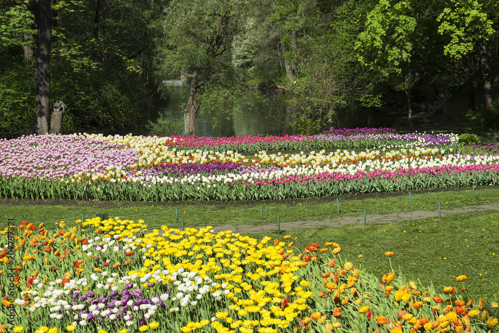 flower beds with tulips in the Park in the spring